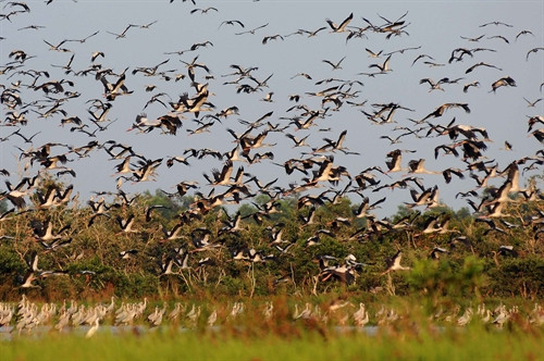 Hàng chục ngàn loài chim di trú đang sinh sống tại đây Hàng chục ngàn loài chim di trú đang sinh sống tại đây