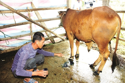 Khi trâu, bò bị bệnh lở mồm long móng, có thể dùng các loại thuốc sát trùng nhẹ để rửa vết thương, trị bệnh