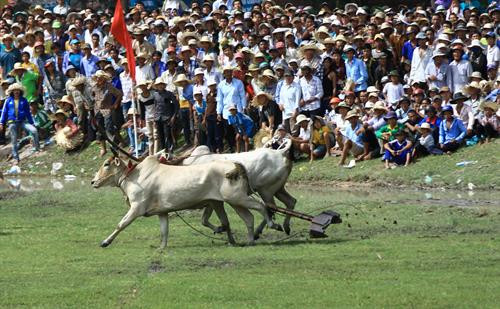 Trước cuộc thi, bò được tập trung ở bãi đất trống chờ xuất phát. Mỗi lượt đua có 2 đôi bò tham gia và thực hiện 2 vòng. Nếu đôi bò nào chạy ra ngoài coi là thua cuộc. Mỗi lượt đua có 2 đôi bò tham gia và thực hiện 2 vòng Vòng 1 gọi là vòng hô, với những cú nuớc rút ngoạn mục. Vòng đua thứ 2 là vòng thả, là vòng đua cực kỳ hấp dẫn, đặc biệt là 100 m cuối. Vòng đua thứ 2 là vòng thả, là vòng đua cực kỳ hấp dẫn, đặc biệt là 100 m cuối. Vòng đua thứ 2 là vòng thả, là vòng đua cực kỳ hấp dẫn, đặc biệt là 100 m cuối. Kết thúc cuộc đua, ban tổ chức trao phần thưởng cho đôi bò đoạt chức vô địch và cả phần thưởng cho người “Tài xế xuất sắc nhất giải”. Vòng đua thứ 2 là vòng thả, là vòng đua cực kỳ hấp dẫn, đặc biệt là 100 m cuối. Trước cuộc thi, bò được tập trung ở bãi đất trống chờ xuất phát. Mỗi lượt đua có 2 đôi bò tham gia và thực hiện 2 vòng. Nếu đôi bò nào chạy ra ngoài coi là thua cuộc. Mỗi lượt đua có 2 đôi bò tham gia và thực hiện 2 vòng Vòng 1 gọi là vòng hô, với những cú nuớc rút ngoạn mục. Vòng đua thứ 2 là vòng thả, là vòng đua cực kỳ hấp dẫn, đặc biệt là 100 m cuối. Vòng đua thứ 2 là vòng thả, là vòng đua cực kỳ hấp dẫn, đặc biệt là 100 m cuối. Vòng đua thứ 2 là vòng thả, là vòng đua cực kỳ hấp dẫn, đặc biệt là 100 m cuối. Kết thúc cuộc đua, ban tổ chức trao phần thưởng cho đôi bò đoạt chức vô địch và cả phần thưởng cho người “Tài xế xuất sắc nhất giải”. Vòng đua thứ 2 là vòng thả, là vòng đua cực kỳ hấp dẫn, đặc biệt là 100 m cuối.