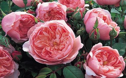 Hồng David Austin, giống hồng đắt đỏ bậc nhất thế giới. Ảnh: Wikimedia Hồng David Austin, giống hồng đắt đỏ bậc nhất thế giới. Ảnh: Wikimedia