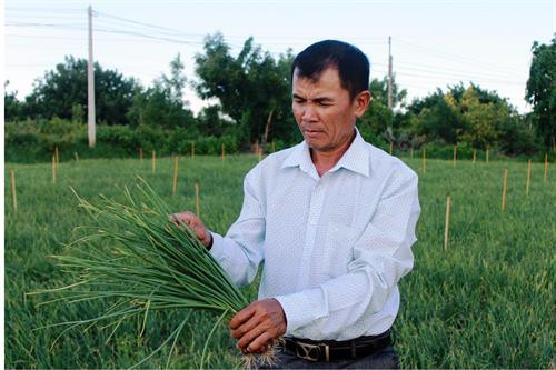 Mô hình trồng rau màu theo hướng an toàn được triển khai nhân rộng ở huyện Ninh Phước. Mô hình trồng rau màu theo hướng an toàn được triển khai nhân rộng ở huyện Ninh Phước.