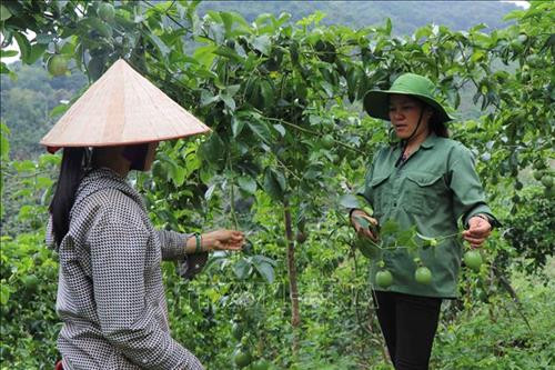 Ngoài 1.000 trụ trồng thanh long ruột đỏ, hiện gia đình chị Dưng có 300 gốc cam Vinh, hơn 100 gốc bưởi da xanh, 2 ha trồng sa nhân và gần 1 ha trồng chanh leo. Ảnh: Diệp Anh - TTXVN Ngoài 1.000 trụ trồng thanh long ruột đỏ, hiện gia đình chị Dưng có 300 gốc cam Vinh, hơn 100 gốc bưởi da xanh, 2 ha trồng sa nhân và gần 1 ha trồng chanh leo. Ảnh: Diệp Anh - TTXVN