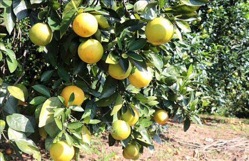 Trồng cam hữu cơ cho hiệu quả kinh tế cao. Ảnh: Nguyễn Văn Lý - TTXVN Trồng cam hữu cơ cho hiệu quả kinh tế cao. Ảnh: Nguyễn Văn Lý - TTXVN