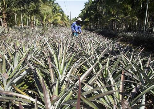 Mô hình sản xuất dứa VietGAP ở xã Bình An. Ảnh: Hồng Đạt - TTXVN Mô hình sản xuất dứa VietGAP ở xã Bình An. Ảnh: Hồng Đạt - TTXVN