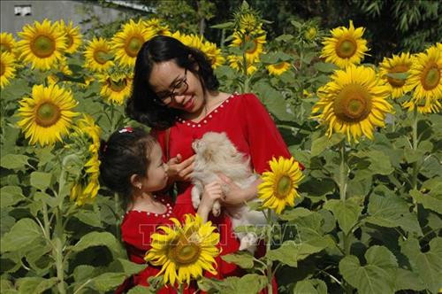 Mẹ con chị Huỳnh Thị Tuyết Hương chụp ảnh taị vườn hoa hướng dương. Ảnh: Hồng Điệp - TTXVN Mẹ con chị Huỳnh Thị Tuyết Hương chụp ảnh taị vườn hoa hướng dương. Ảnh: Hồng Điệp - TTXVN