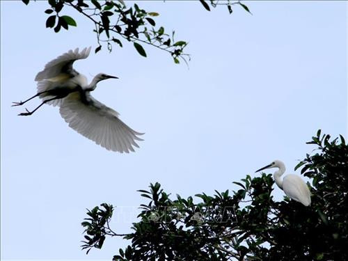 Chim cò trắng tại vườn chim. Ảnh: Kim Há - TTXVN Chim cò trắng tại vườn chim. Ảnh: Kim Há - TTXVN