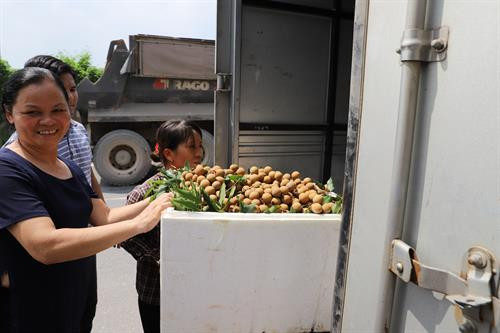 Đoàn cán bộ Hội đồng xúc tiến Nông Lâm Ngư nghiệp Nhật Bản đến thăm Trang trại trồng nhãn chín muộn của hộ gia đình ông Trần Văn Bảy – Phó Chủ tịch Hội sản xuất và kinh doanh nhãn chín muộn huyện Hoài Đức, Hà Nội. Ảnh: Lê Lan Hương Ông Trần Văn Bảy (bên phải) - Phó Chủ tịch Hội sản xuất và kinh doanh nhãn chín muộn huyện Hoài Đức tặng đặc sản Hà Nội - nhãn chín muộn cho đại diện Đoàn cán bộ Hội đồng xúc tiến Nông Lâm Ngư nghiệp Nhật Bản nhân dịp đoàn đến thăm trang trại. Ảnh: Lê Lan Hương Nhãn chín muộn của hộ gia đình ông Trần Văn Bảy – Phó Chủ tịch Hội sản xuất và kinh doanh nhãn chín muộn huyện Hoài Đức, Hà Nội được xuất khẩu đi châu Âu. Ảnh: Lê Lan Hương Đến nay, trên địa bàn huyện Quốc Oai, Hà Nội đã có 165 ha nhãn chín muộn, được trồng chủ yếu tại xã Đại Thành và một số xã vùng bãi ven sông Đáy. Ảnh: Lê Lan Hương