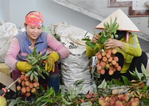Nông dân phân loại, đóng gói vải trước khi xuất ra thị trường. Ảnh: Tuấn Anh – TTXVN. Nông dân phân loại, đóng gói vải trước khi xuất ra thị trường. Ảnh: Tuấn Anh – TTXVN.