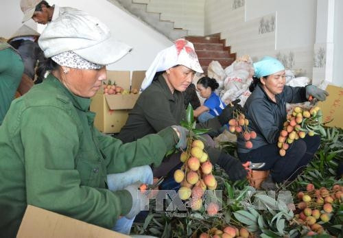 Nông dân phân loại, đóng gói vải trước khi xuất ra thị trường. Ảnh: Tuấn Anh – TTXVN. Nông dân phân loại, đóng gói vải trước khi xuất ra thị trường. Ảnh: Tuấn Anh – TTXVN.