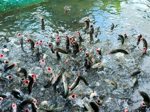 Anh Phong chia sẻ nuôi cá lóc bông không khó, chi phí thấp mà hiệu quả cao. Ảnh minh họa: baomoi.com Anh Phong chia sẻ nuôi cá lóc bông không khó, chi phí thấp mà hiệu quả cao. Ảnh minh họa: baomoi.com