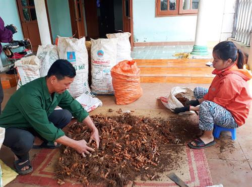 Gia đình ông Đinh Văn Bông, xóm Hào Tân, xã Hào Lý, huyện Đà Bắc (Hòa Bình) đã thu hoạch xong vườn nghệ của gia đình nhưng chưa bán được vì giá thu mua quá thấp.Ảnh: baohoabinh.com.vn Gia đình ông Đinh Văn Bông, xóm Hào Tân, xã Hào Lý, huyện Đà Bắc (Hòa Bình) đã thu hoạch xong vườn nghệ của gia đình nhưng chưa bán được vì giá thu mua quá thấp.Ảnh: baohoabinh.com.vn