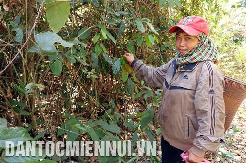 Bảng thông báo một khoảnh rừng với diện tích hơn 23,5 ha đã được một hộ người M’nông nhận khoán quản lý, bảo vệ. Ảnh: Ngọc Minh Hưởng lợi từ rừng, đồng bào đã tích cực tham gia công tác quản lý, ngăn chặn các hành vi tàn phá rừng. Ảnh: Ngọc Minh Bảng thông báo một khoảnh rừng với diện tích hơn 23,5 ha đã được một hộ người M’nông nhận khoán quản lý, bảo vệ. Ảnh: Ngọc Minh Hưởng lợi từ rừng, đồng bào đã tích cực tham gia công tác quản lý, ngăn chặn các hành vi tàn phá rừng. Ảnh: Ngọc Minh