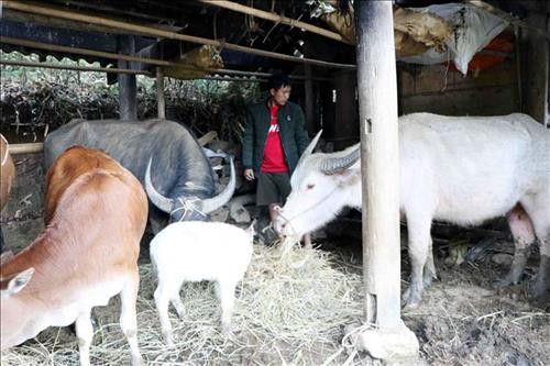 Anh Hầu A Kỷ ở bản Lao Tỷ Phùng, xã Nùng Nàng, huyện Tam Đường, thu nhập hàng trăm triệu đồng mỗi năm nhờ nuôi trâu, bò. Ảnh: Công Tuyên-TTXVN
