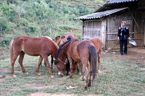 Gia đình bà Tẩn Thị Ly ở bản Cư Nhà La, xã Sùng Phài, huyện Tam Đường, nhờ nuôi bò không những đã thoát nghèo, mà còn có tiền tiết kiệm gửi ngân hàng lên đến hàng trăm triệu đồng. Ảnh: Công Tuyên-TTXVN