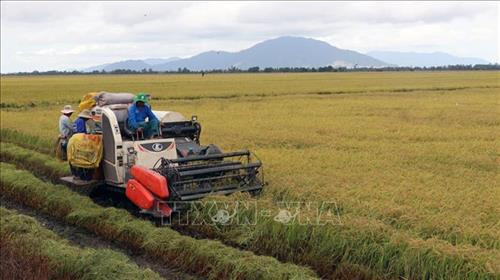 Nông dân xã Mỹ Thái (huyện Hòn Đất) thu hoạch lúa Hè Thu 2018. Ảnh: Lê Huy Hải – TTXVN Nông dân xã Mỹ Thái (huyện Hòn Đất) thu hoạch lúa Hè Thu 2018. Ảnh: Lê Huy Hải – TTXVN