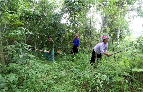 Nhân dân xã Trung Đồng, huyện Tân Uyên, phát quang thực bì nhằm phòng cháy chữa cháy rừng khi thời tiết sắp chuyển sang mùa khô. Ảnh: Quý Trung – TTXVN Nhân dân xã Trung Đồng, huyện Tân Uyên, phát quang thực bì nhằm phòng cháy chữa cháy rừng khi thời tiết sắp chuyển sang mùa khô. Ảnh: Quý Trung – TTXVN