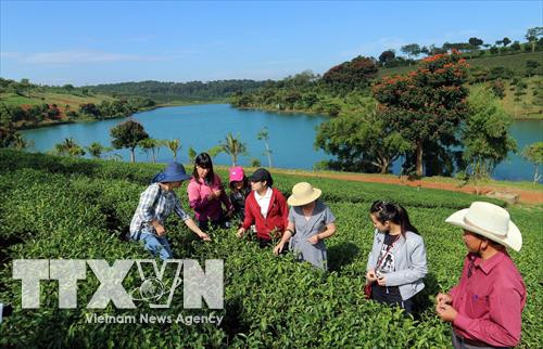 Du khách tham quan đảo chè tại xã Thanh An, huyện Thanh Chương, tỉnh Nghệ An. Ảnh: baonghean.vn Du khách tham quan đảo chè tại xã Thanh An, huyện Thanh Chương, tỉnh Nghệ An. Ảnh: baonghean.vn