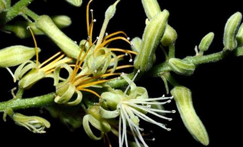 Loài thực vật mới được phát hiện tại Trung Quốc. Ảnh: news.cgtn.com Loài thực vật mới được phát hiện tại Trung Quốc. Ảnh: news.cgtn.com