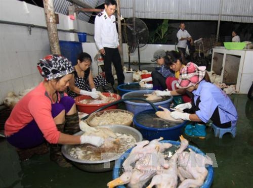 Không cho phép dùng nhựa thông trong giết mổ gia cầm ảnh 1