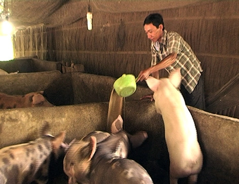 Anh Thạch Út đang chăm sóc đàn heo Anh Thạch Út đang chăm sóc đàn heo