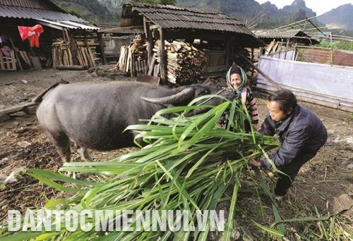 Ông Mùa Vạ Thào, dân tộc Mông ở bản Hải Hồ, xã Tà Ngảo, huyện Sìn Hồ vay vốn nuôi trâu, dê, tạo việc làm, tăng thêm thu nhập cho gia đình. Ảnh: Trần Việt Ông Mùa Vạ Thào, dân tộc Mông ở bản Hải Hồ, xã Tà Ngảo, huyện Sìn Hồ vay vốn nuôi trâu, dê, tạo việc làm, tăng thêm thu nhập cho gia đình. Ảnh: Trần Việt