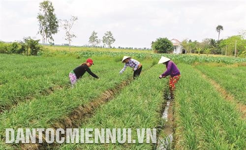 Theo các chuyên gia nông nghiệp, các tỉnh Đồng bằng sông Cửu Long cần tiếp tục khuyến cáo nông dân giảm trồng lúa, chuyển đổi sang rau màu. Ảnh: Minh Trí