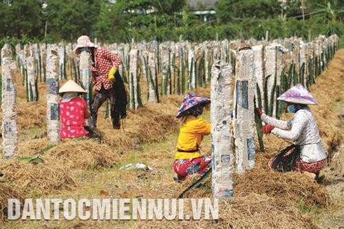 Nông dân huyện ven biển Gò Công Đông (Tiền Giang) phát triển cây thanh long trên vùng đất nhiễm mặn ven biển. Ảnh: Minh Trí