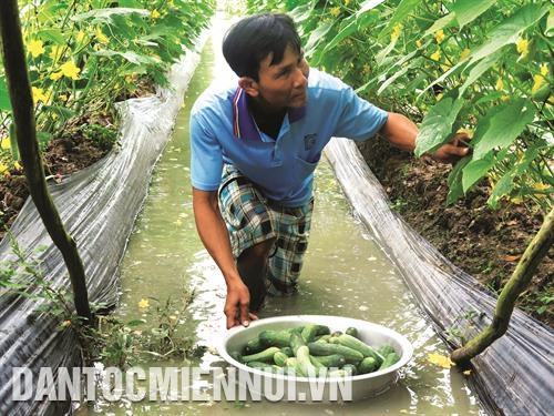 Trung tâm Khuyến nông tỉnh Kiên Giang phối hợp với Trạm Khuyến nông huyện U Minh Thượng triển khai mô hình trồng dưa leo an toàn, góp phần đa dạng hóa cây trồng, nâng cao thu nhập cho nông dân. Ảnh: Minh Trí