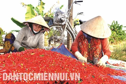 Theo khảo sát của Sở Nông nghiệp và Phát triển nông thôn tỉnh Tiền Giang, ớt là một trong những cây trồng chủ lực trên địa bàn ven biển Gò Công, cho nông dân nguồn thu nhập cao gấp đôi trồng lúa. Ảnh: Minh Trí