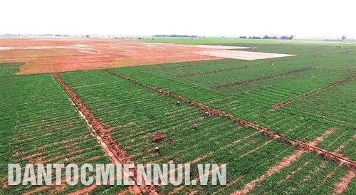 Từ đầu năm 2018 đến nay, nông dân tỉnh Sóc Trăng đã đưa cây màu xuống chân ruộng được gần 1.700 ha. Ảnh: Minh Trí