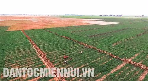 Từ đầu năm 2018 đến nay, nông dân tỉnh Sóc Trăng đã đưa cây màu xuống chân ruộng được gần 1.700 ha. Ảnh: Minh Trí