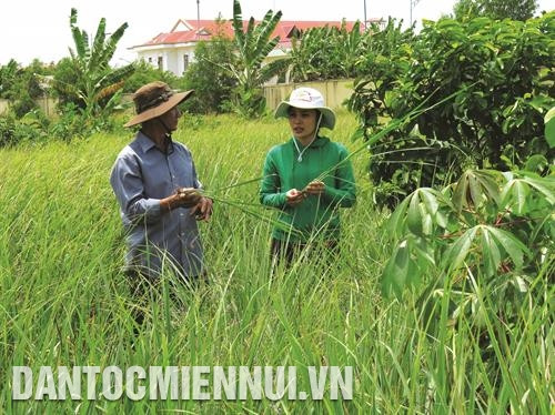 Năm 2018, các tỉnh Đồng bằng sông Cửu Long khuyến khích nông dân chuyển đổi hơn 118.000 ha đất lúa kém hiệu quả sang các loại cây trồng khác thích hợp hơn. Ảnh: Minh Trí