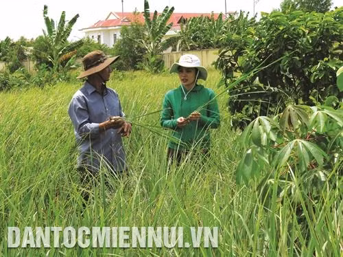 Năm 2018, các tỉnh Đồng bằng sông Cửu Long khuyến khích nông dân chuyển đổi hơn 118.000 ha đất lúa kém hiệu quả sang các loại cây trồng khác thích hợp hơn. Ảnh: Minh Trí
