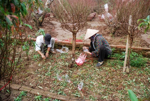 Làng đào Nhật Tân nhộn nhịp trước Tết ảnh 5