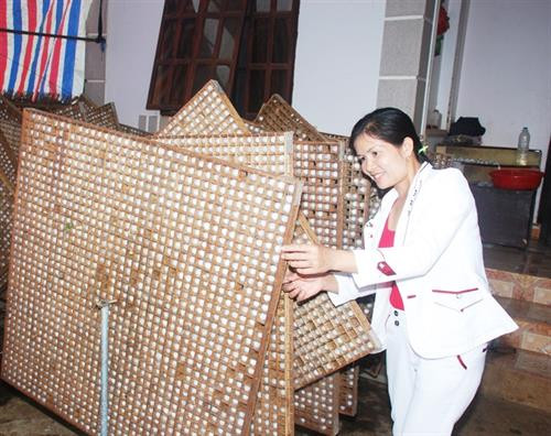 Tằm làm tổ kén trên khay gỗ theo công nghệ Nhật Tằm làm tổ kén trên khay gỗ theo công nghệ Nhật