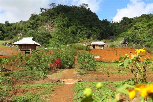 Hoa dã quỳ nổi bật giữa những bản làng vùng cao. Ảnh: Lê Hữu Quyết – TTXVN Hoa dã quỳ nổi bật giữa những bản làng vùng cao. Ảnh: Lê Hữu Quyết – TTXVN
