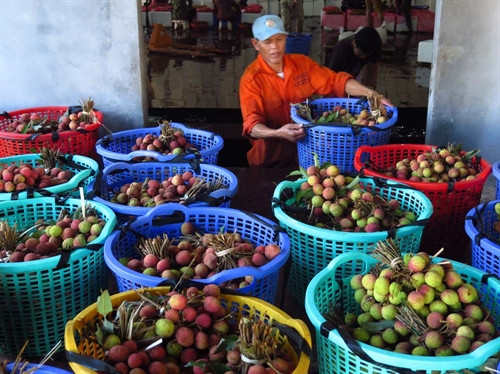 Công đoạn sơ chế vải trước khi tiêu thụ . Công đoạn sơ chế vải trước khi tiêu thụ .