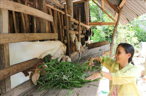 Chị Nguyễn Thị Loan ở xã Bình Hòa Phước, huyện Long Hồ , tỉnh Vĩnh Long vay vốn tín dụng chính sách phát triển mô hình nuôi dê. Ảnh: Lê Thúy Hằng - TTXVN Chị Nguyễn Thị Loan ở xã Bình Hòa Phước, huyện Long Hồ , tỉnh Vĩnh Long vay vốn tín dụng chính sách phát triển mô hình nuôi dê. Ảnh: Lê Thúy Hằng - TTXVN
