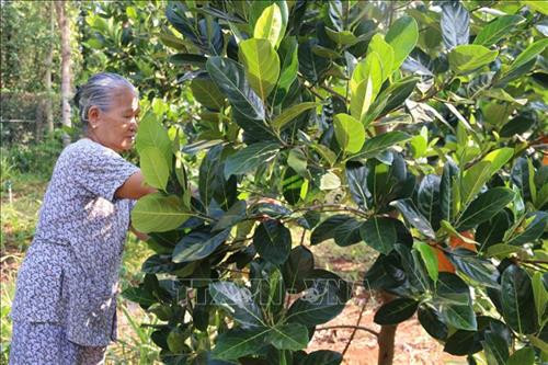 Mít Thái giá tăng cao, nông dân lại đua nhau trồng. Ảnh: Hoàng Thị Nhị - TTXVN Mít Thái giá tăng cao, nông dân lại đua nhau trồng. Ảnh: Hoàng Thị Nhị - TTXVN