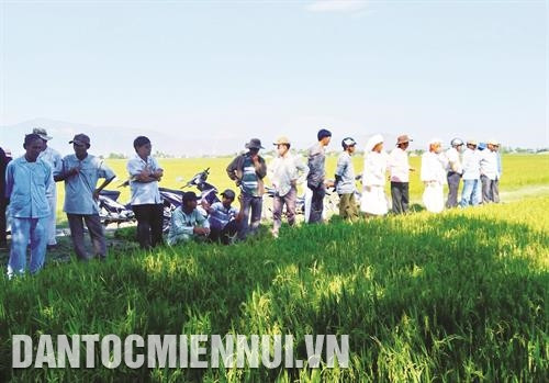 Đồng bào Chăm ở xã Xuân Hải, huyện Ninh Hải tham quan mô hình sản xuất lúa cánh đồng lớ. Ảnh: Công Thử Đồng bào Chăm ở xã Xuân Hải, huyện Ninh Hải tham quan mô hình sản xuất lúa cánh đồng lớ. Ảnh: Công Thử