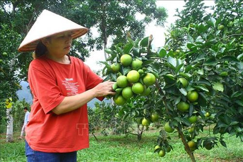 Kiểm tra tình trạng sâu bệnh trên cây cam. Ảnh: Tá Chuyên – TTXVN Kiểm tra tình trạng sâu bệnh trên cây cam. Ảnh: Tá Chuyên – TTXVN