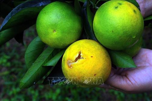 Những quả cam sau khi bướm lâm nghiệp và ruồi vàng chích bị thủng lỗ nhỏ ở ngoài vỏ, sau đó lan rộng ra khắp bề mặt quả, khiến cho quả bị vàng ố, thối, sau khoảng 5 - 7 ngày thì sẽ bị rụng. Ảnh: Tá Chuyên – TTXVN Những quả cam sau khi bướm lâm nghiệp và ruồi vàng chích bị thủng lỗ nhỏ ở ngoài vỏ, sau đó lan rộng ra khắp bề mặt quả, khiến cho quả bị vàng ố, thối, sau khoảng 5 - 7 ngày thì sẽ bị rụng. Ảnh: Tá Chuyên – TTXVN