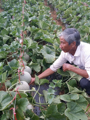 Ông Việt kiểm tra dộ phát triển của dưa lưới. Ông Việt kiểm tra dộ phát triển của dưa lưới.