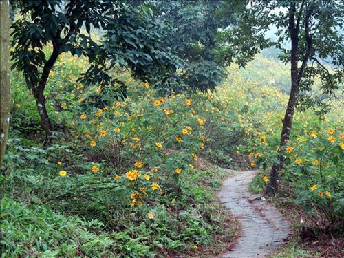 Hoa dã quỳ nở rực rỡ tại vườn quốc gia Ba Vì. Ảnh: Nguyễn Văn Cảnh - TTXVN Hoa dã quỳ nở rực rỡ tại vườn quốc gia Ba Vì. Ảnh: Nguyễn Văn Cảnh - TTXVN