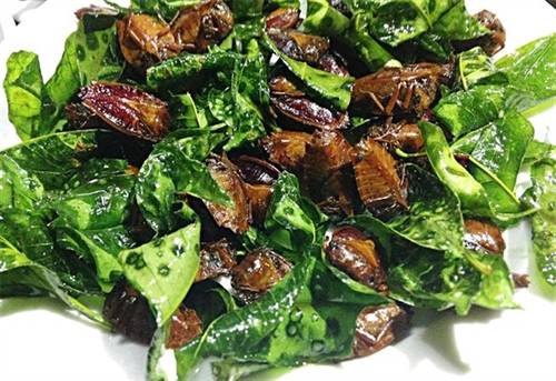 Bọ xít là món đặc trưng ở các tỉnh vùng núi phía Bắc, thời điểm nhiều nhất là đầu tháng 5, khi hoa nhãn, xoài, vải bắt đầu nở. Bọ xít chế biến cầu kỳ bởi nếu không làm sạch người ăn vào sẽ mất vị giác ít hôm. Người dân bắt được sẽ ngâm nước gạo nhiều giờ, nhiều lần để khử hết mùi, sau đó bỏ cánh, đầu, chân rồi đun với nước chua cho tới khi chín giòn. Món này khi ăn phải đảm bảo mùi thơm ngậy, mùi lá chanh, nhai có vị giòn, bùi không bột.