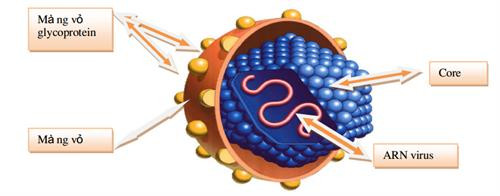 Cấu tạo vi rút viêm gan C. Cấu tạo vi rút viêm gan C.