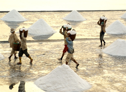 Diêm dân huyện Đông Hải thu hoạch muối. Diêm dân huyện Đông Hải thu hoạch muối.