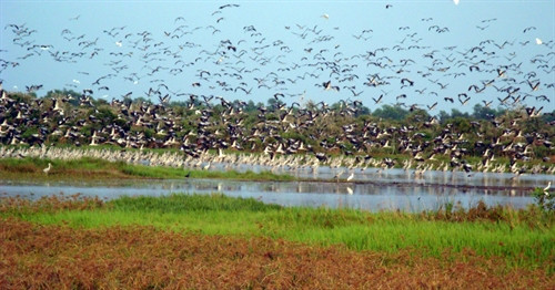 Trong hành trình đi tìm nguồn nước của đàn chim (ảnh trên) đã có những con chim kiệt sức, chết khô vì thiếu nước (ảnh dưới).