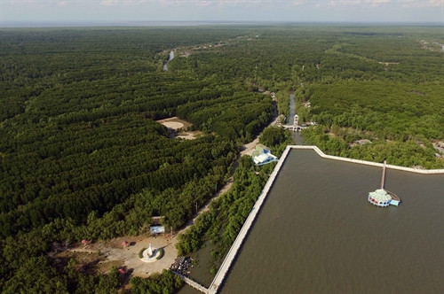 Một góc rừng ngập mặn Vườn Quốc Gia Mũi Cà Mau nhìn từ trên cao.