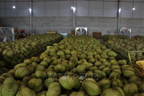 Đắk Lắk nâng cao giá trị sản phẩm sầu riêng. Ảnh: TTXVN Đắk Lắk nâng cao giá trị sản phẩm sầu riêng. Ảnh: TTXVN